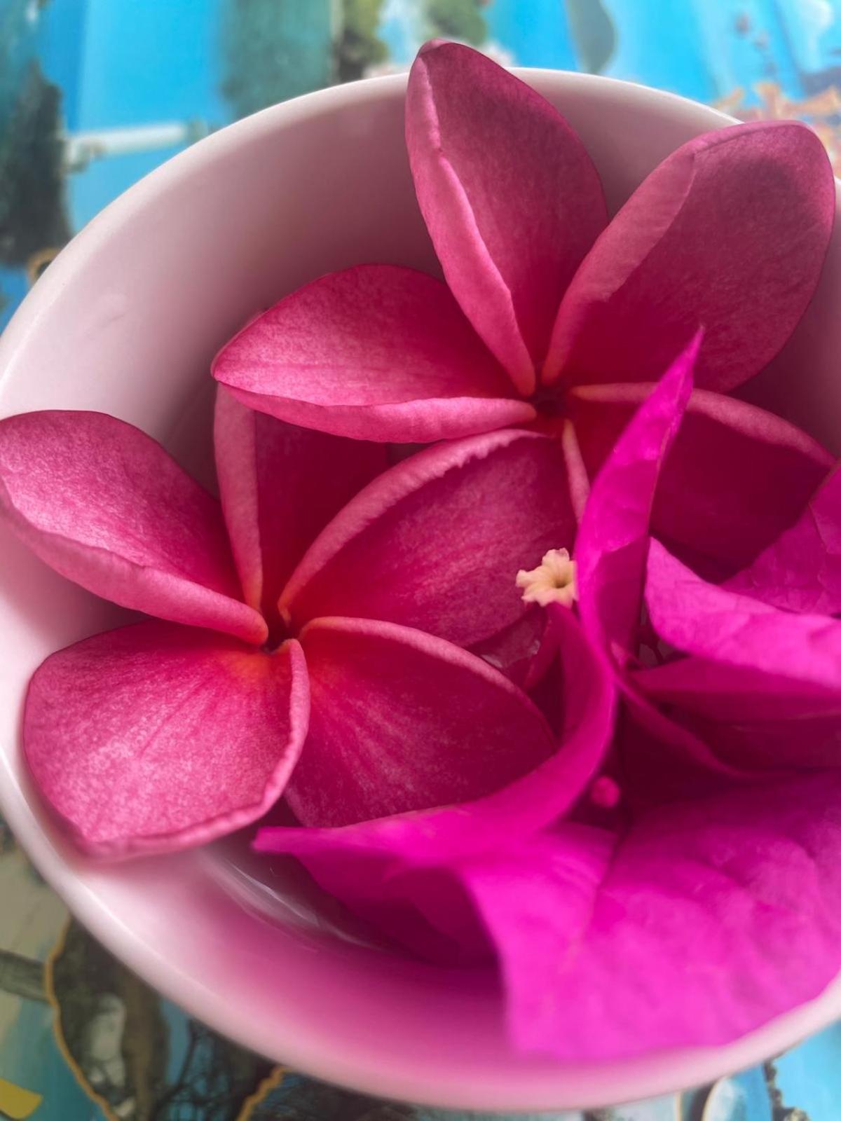 Studio Hibiscus Anse Des Rochers Saint Francois Εξωτερικό φωτογραφία
